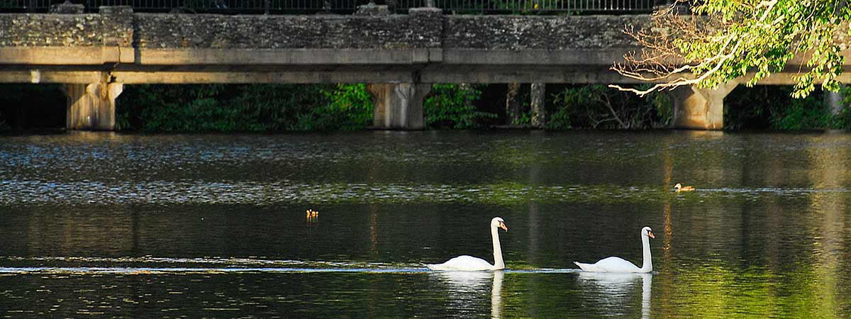 two-swans